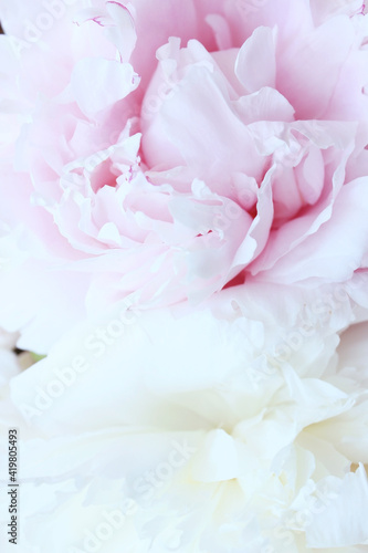 pink and white soft peony flowers close up