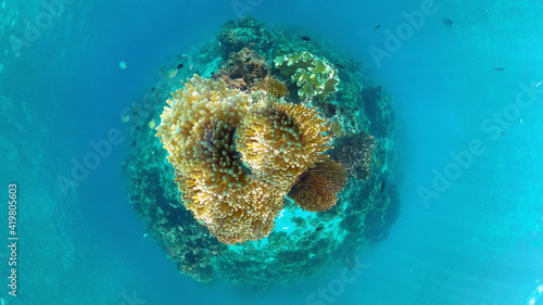 Tropical fishes and coral reef, underwater footage. Seascape under water. Panglao, Bohol, Philippines.
