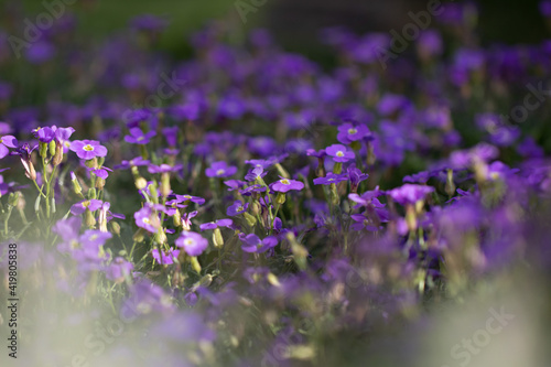 Small Purple Flower Field in Garden in Latvia. Summer blooms in the garden