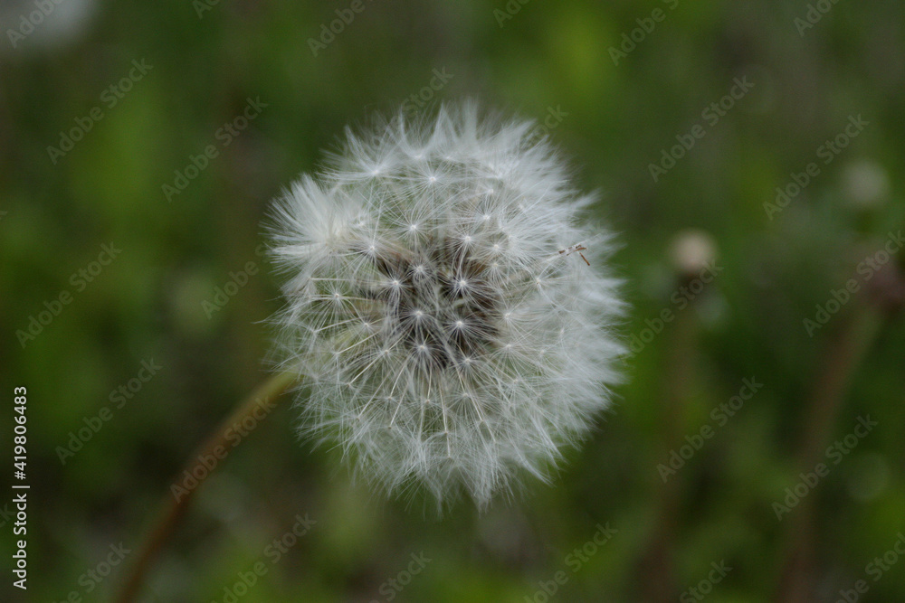 Fototapeta premium dandelion on green background