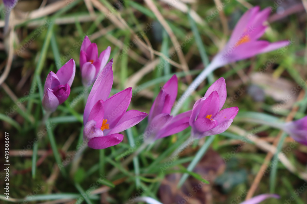 Purple crocus flowers ready to bloom in the garden. Springtime background on selective focus Purple crocus flowers ready to bloom in the garden. Springtime background on selective focus