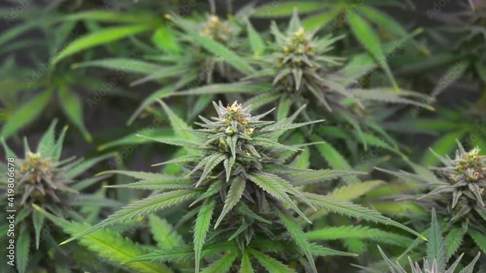 ripe cannabis bud blows in the wind in the grow box ripe cannabis bud blows in the wind in the grow box