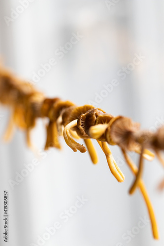 Dried Chanterelle Mushrooms on string in Finland. Delicacy