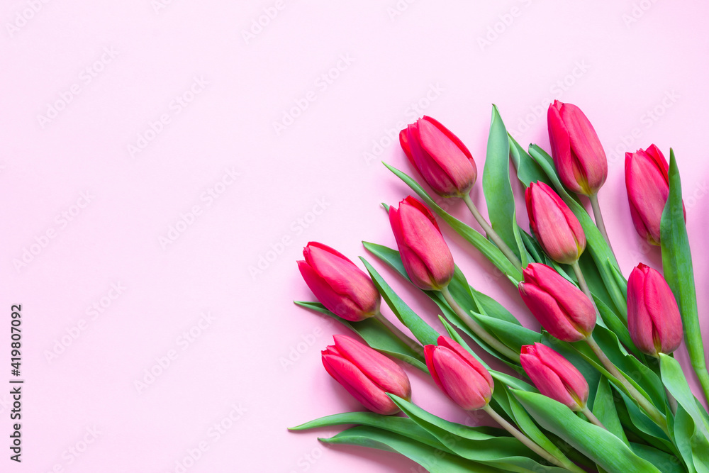 Bouquet of pink tulips on pink background celebration concept. Greeting card Bouquet of pink tulips on pink background celebration concept. Greeting card