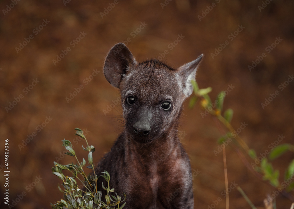 Obraz premium Spotted Hyena Cub in the bush of Kruger National Park, South Africa. December 2020