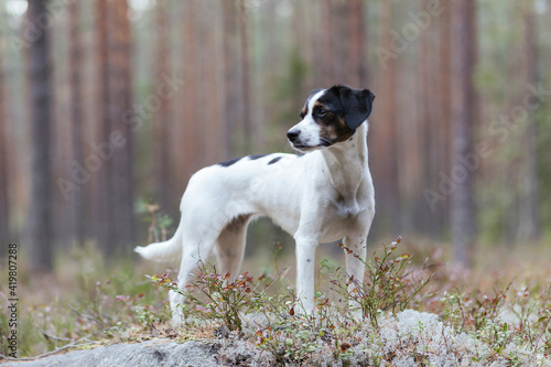 Athletic danish swedish farmdog standing along blueberry bushes in the woods 