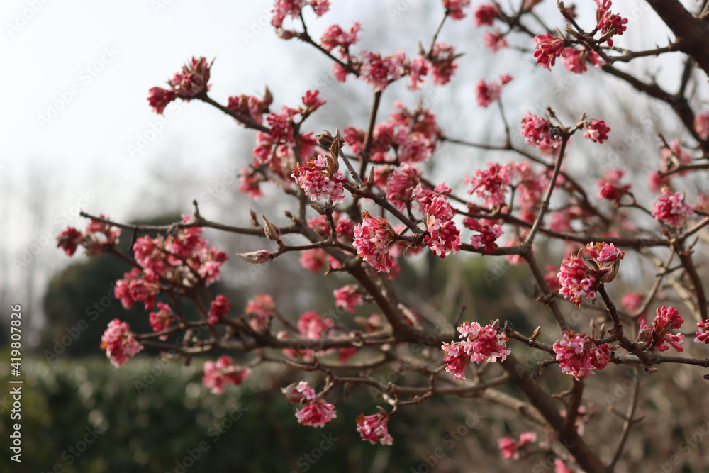Dawn viburnum with pink flowers. V. bodnantense on springtime in the garden Dawn viburnum with pink flowers. V. bodnantense on springtime in the garden