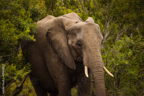 African Elephant in the Kruger National Park, South Africa, December 2020