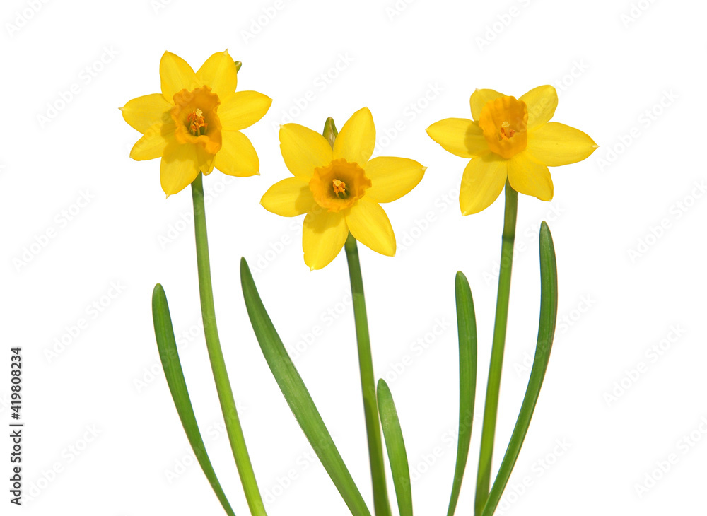 Yellow daffodils isolated on white - obrazy, fototapety, plakaty 