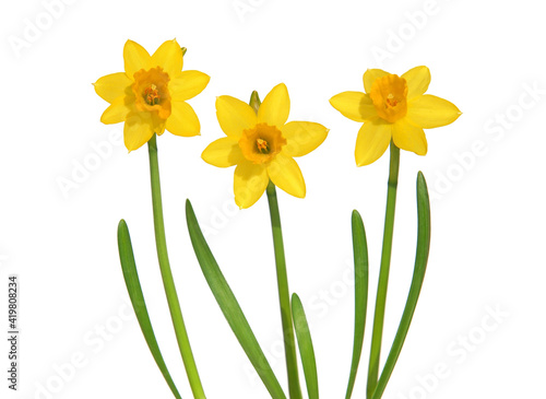 Yellow daffodils isolated on white