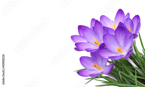Spring flowers of Whitewell Purple or Early Crocus, Crocus tommasinianus
 photo