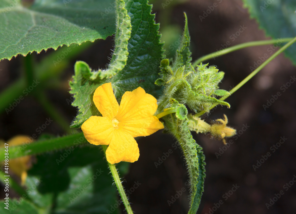 Cucumber flower and ovary of the young fruits. A beautiful plant sprout on the nature background outdoors