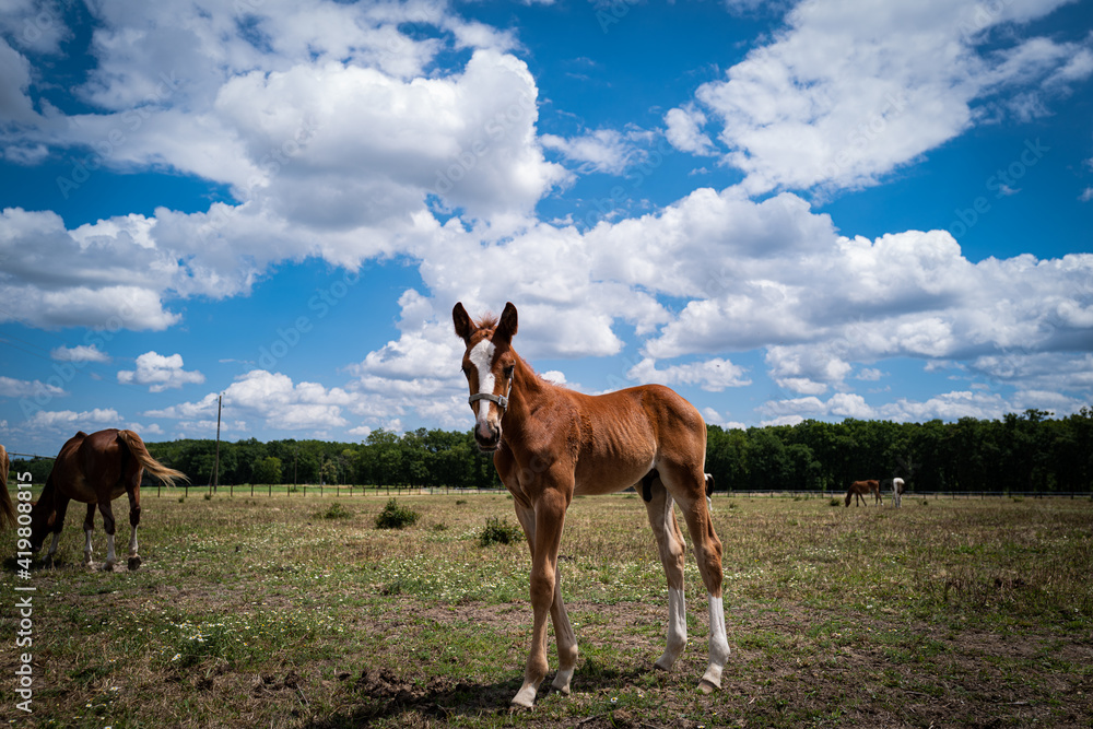 Obraz premium Les cheveux de Dordogne
