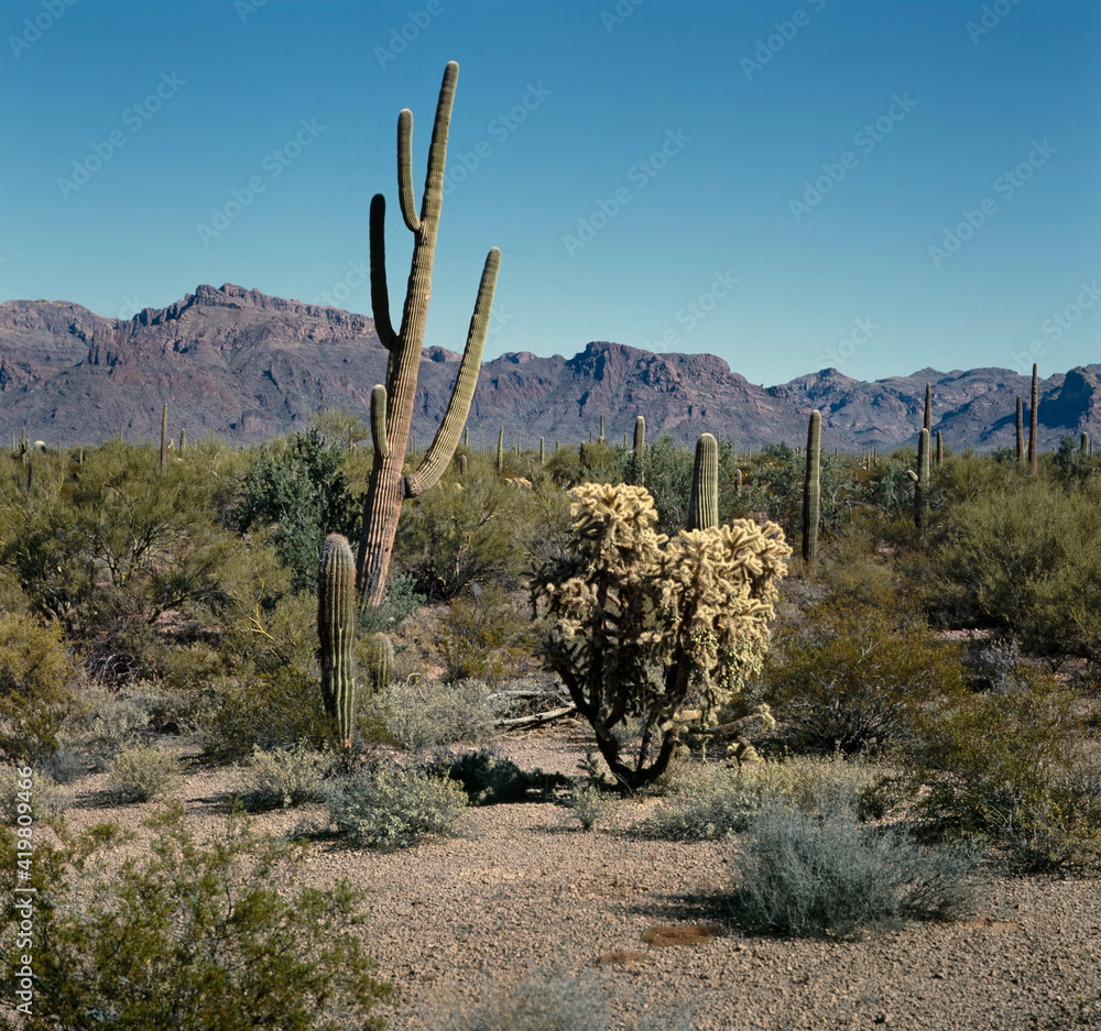 Cactus. Desert. Organ Pipe National Monument. Sonoran Desert. Arizona USA. Mountains. 