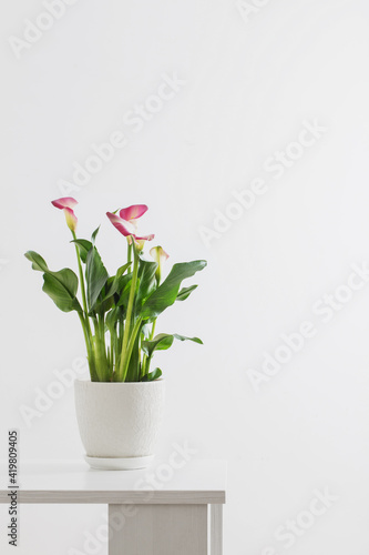 pink calla lily in flower pot on white background