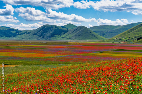 Lentil flowering with poppies and cornflowers in Castelluccio di Norcia, Italy