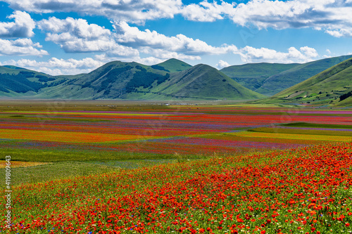 Lentil flowering with poppies and cornflowers in Castelluccio di Norcia, Italy photo