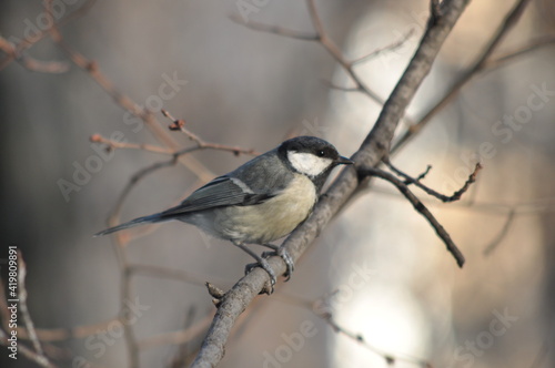 Titmouse on a tree close-up