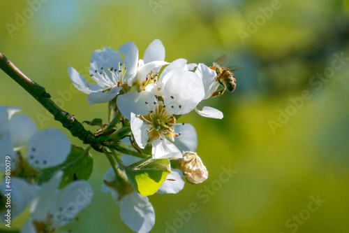 Bee on the apple flower