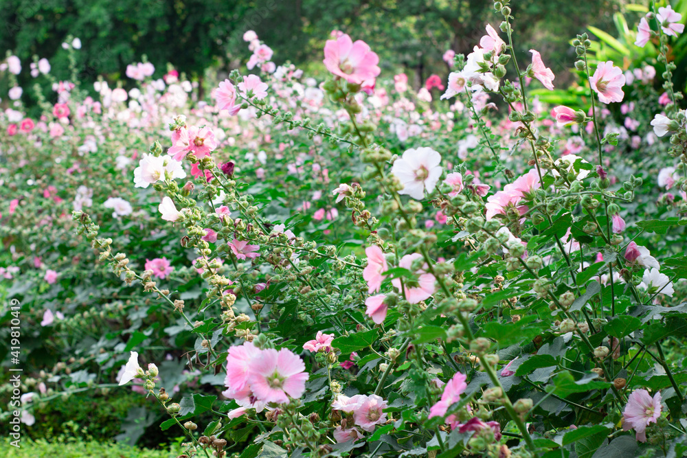 white, red, and pink flowers against a dark green plant background