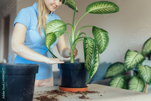 Girl repotting a large indoor tropical plant dieffenbachia photo