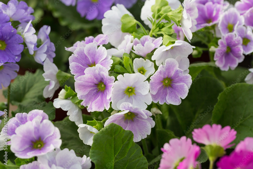 Colorful flowers and green leaves blooming in spring,Primula malacoides Franch Colorful flowers and green leaves blooming in spring,Primula malacoides Franch