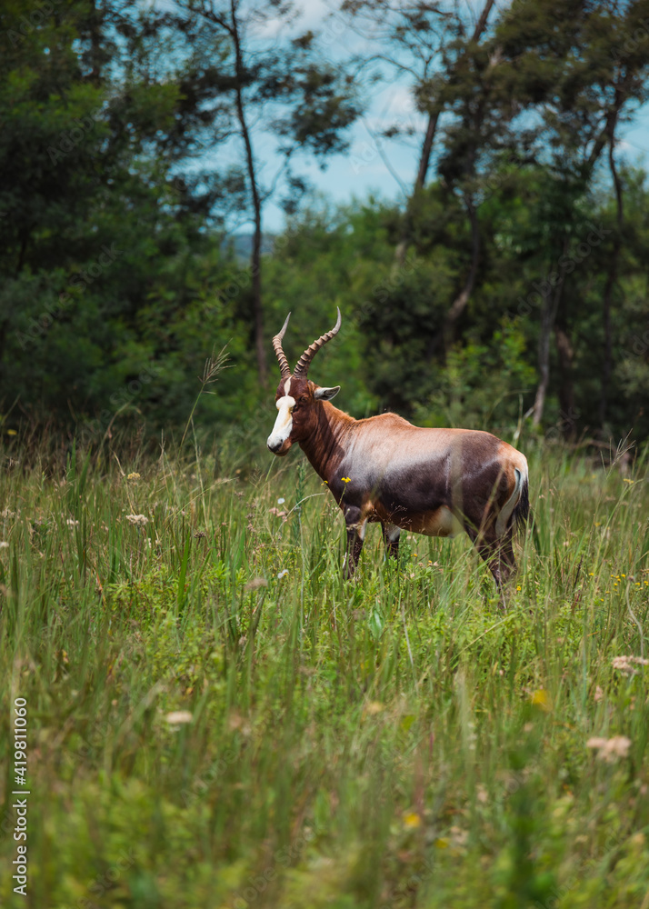 Blesbok in Malolotja National Park, Swaziland / eSwatini Blesbok in Malolotja National Park, Swaziland / eSwatini