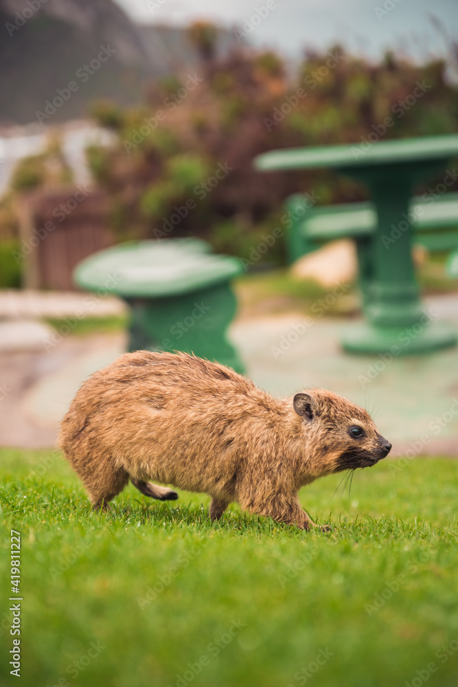 Fototapeta premium Dassie (Hyrax) walking in Eastern Cape, South Africa. September 2019.