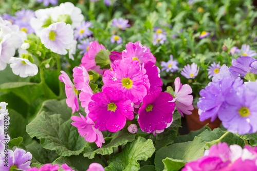 Colorful flowers and green leaves blooming in spring，Primula malacoides Franch