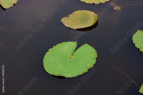 green lily pads in water