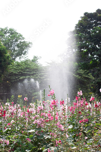 white and pink flowers being watered from a sprinkler
