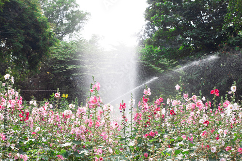 white and pink flowers being watered