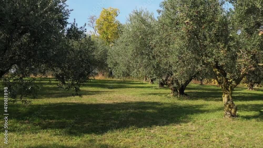 Slow and low movement between olive trees. Olives on trees before harvest. Drone slowly flying through trees. A beautiful olive grove. Ripe olives on the trees on a blue background. Slow and low movement between olive trees. Olives on trees before harvest. Drone slowly flying through trees. A beautiful olive grove. Ripe olives on the trees on a blue background.
