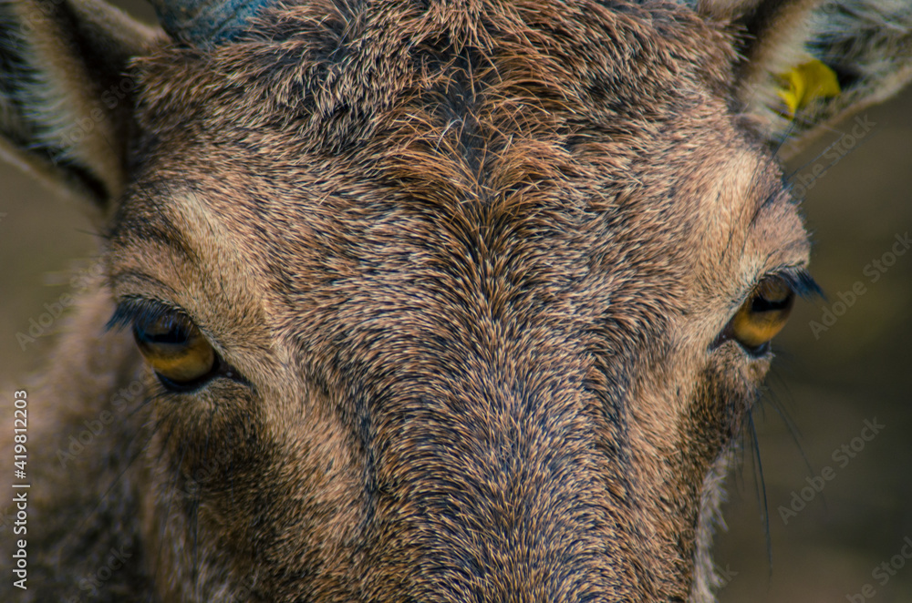 close up of a goat's head close up of a goat's head