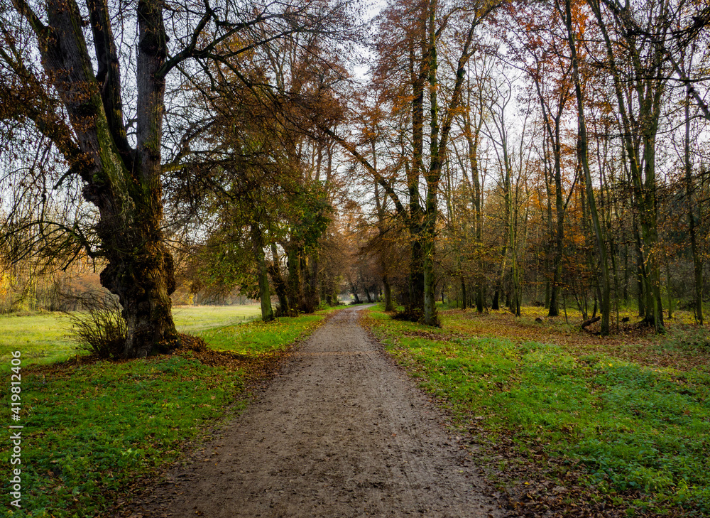 Nice walking path in autumnal forest surrounded by colorful trees and beautiful nature in Veltrusy, Czech Republic.