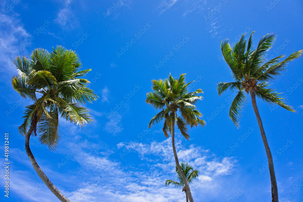 Fototapeta premium Pipa, Palms in Tropical beach, Natal, Brazil, South America