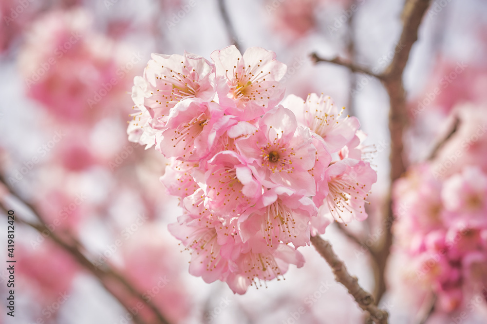 Obraz premium 寒桜