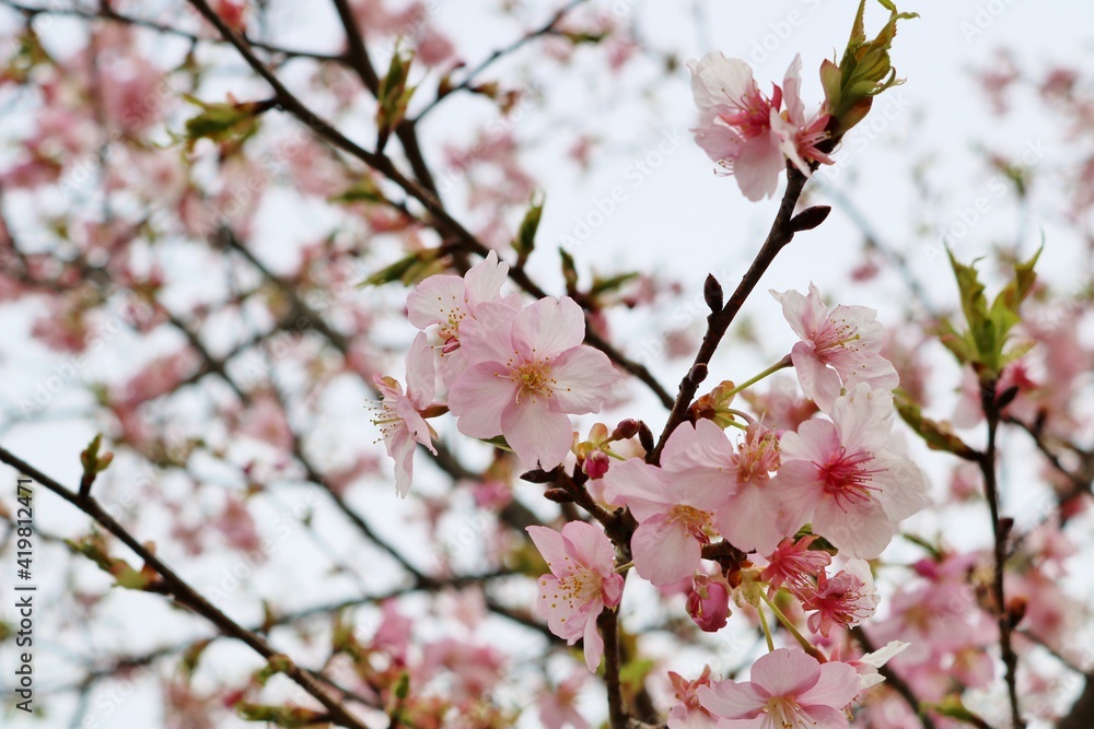満開の桜　花　風景　春