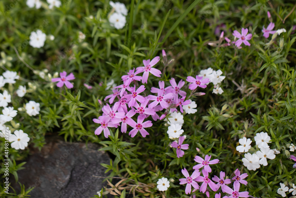 Pink and White Silene Catchfly Flowers in the Garden Pink and White Silene Catchfly Flowers in the Garden