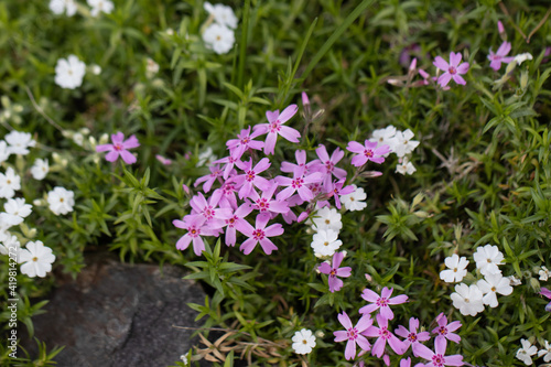 Pink and White Silene Catchfly Flowers in the Garden photo