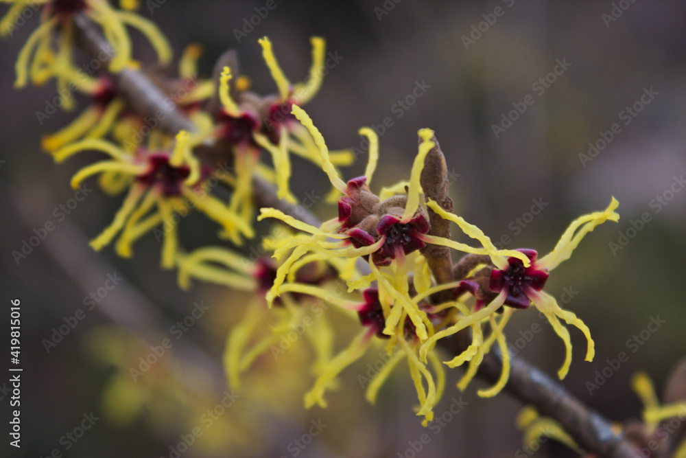 Witch-hazel Witch-hazel