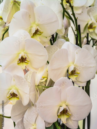 Delicate white exotic tropical orchids