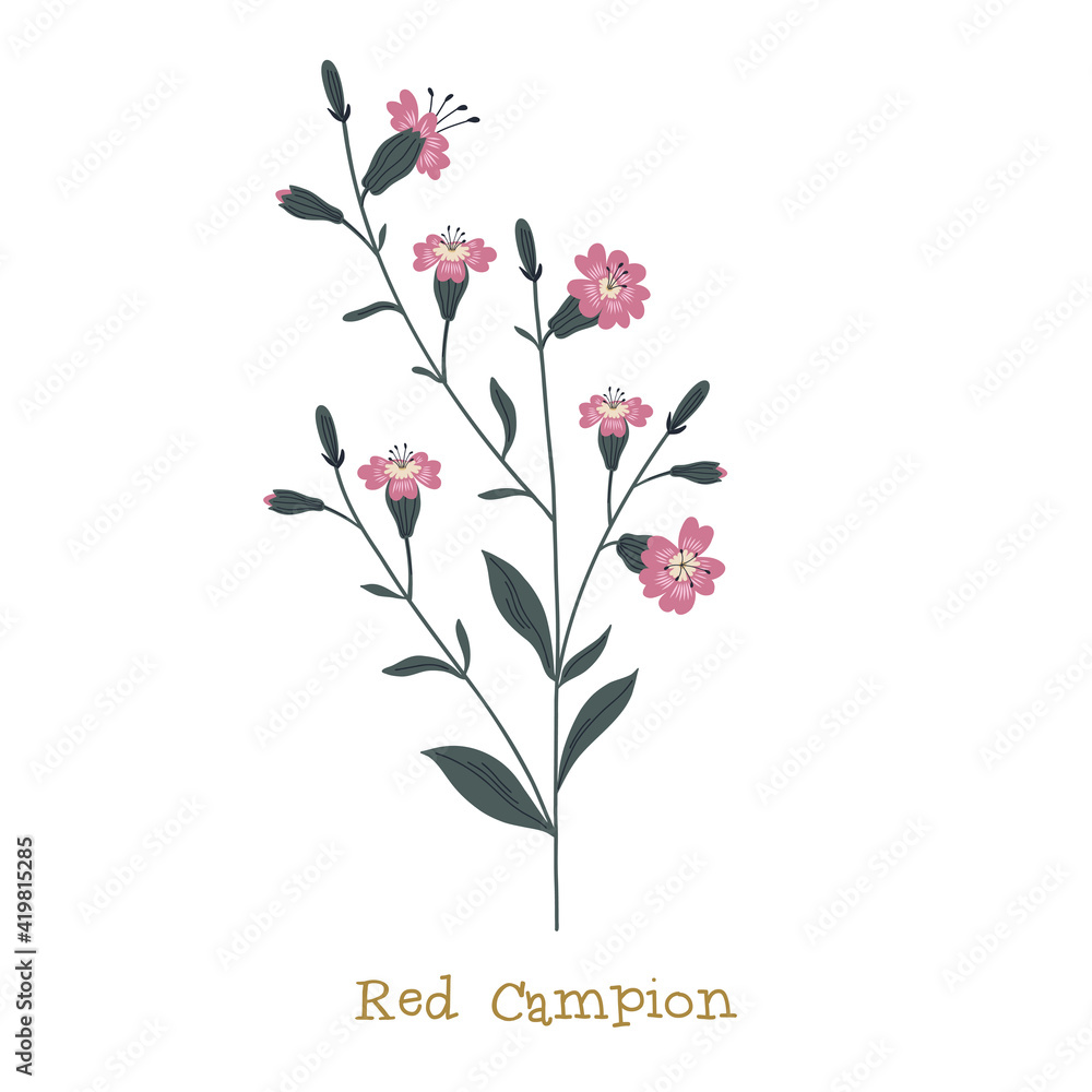 Red Campion. Wild meadow flower clipart isolated on white background. Decorative botanical flat vector illustration.