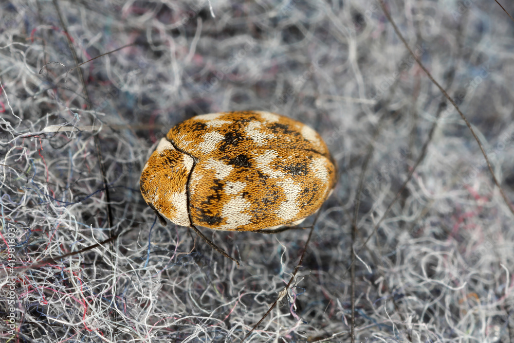 Varied carpet beetle Anthrenus verbasci home and storage pest. The ...