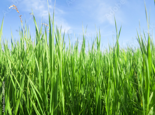 A lawn with green grass all the way to the horizon. Horizontal landscape of a flat field with fresh spring grass.