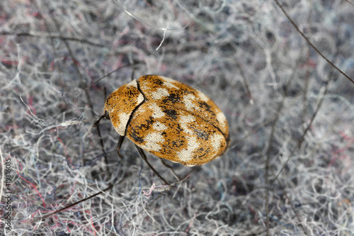 Fotografia Varied carpet beetle Anthrenus verbasci home and storage pest