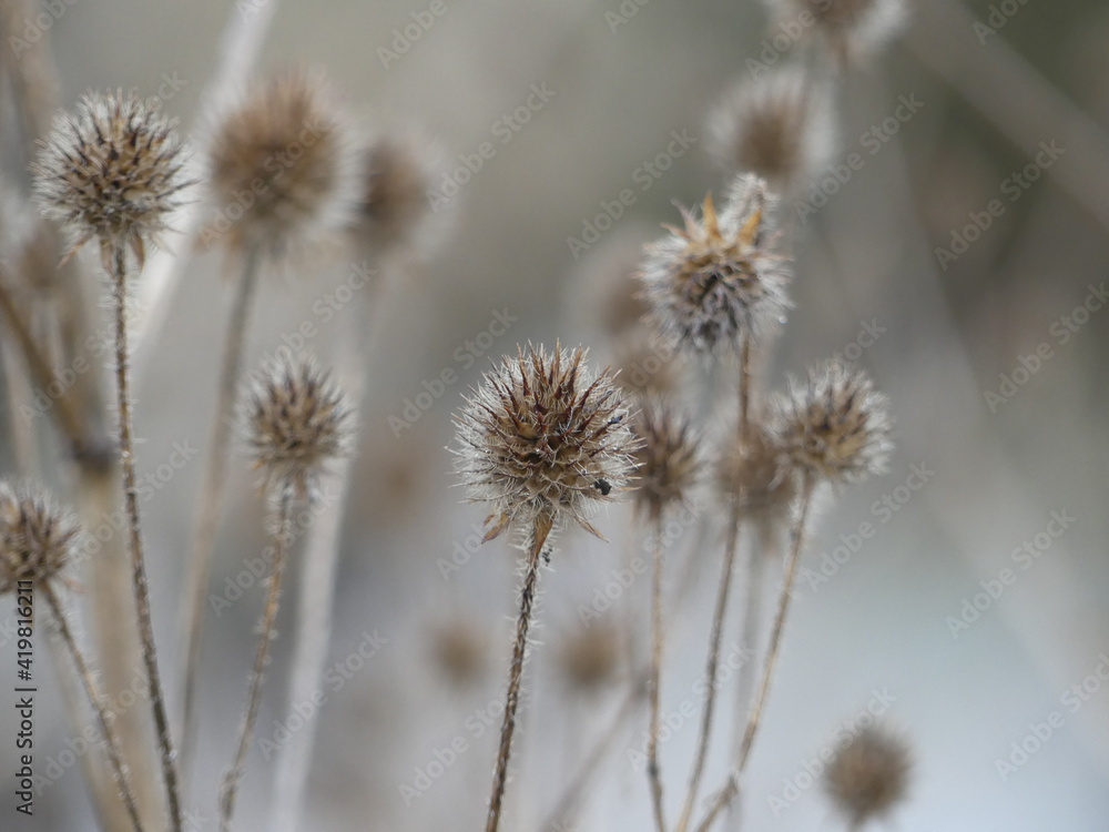 Stilleben mit Distel