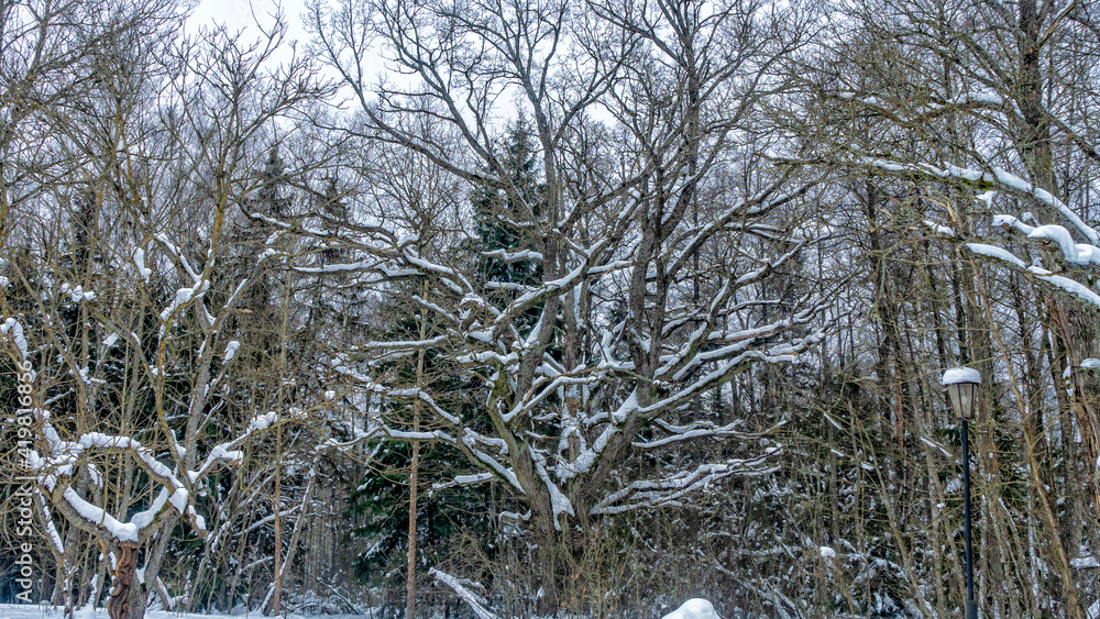 Trees without leaves in snow covered ground. White winter scenery. Nature concept. Trees without leaves in snow covered ground. White winter scenery. Nature concept.
