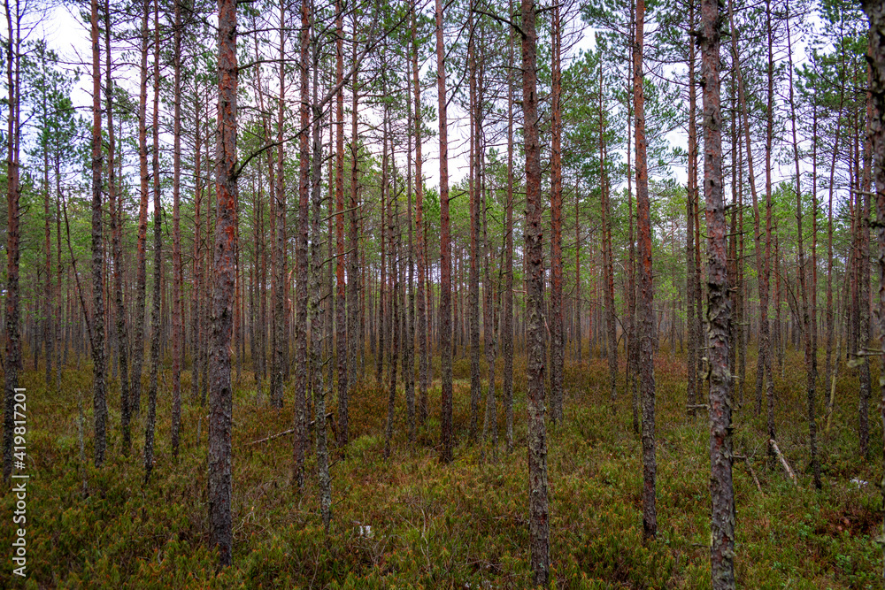 Pine tree forest in the Blind swamp trail in Latvia Pine tree forest in the Blind swamp trail in Latvia