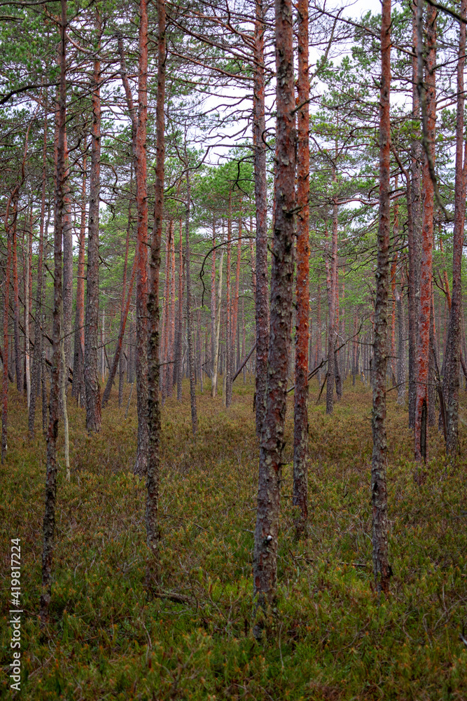 Pine tree forest in the Blind swamp trail in Latvia Pine tree forest in the Blind swamp trail in Latvia